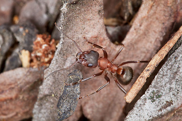 Image showing Red ant hunts in wood - close up