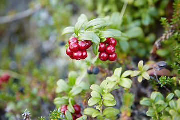 Image showing Cowberry in wood close up