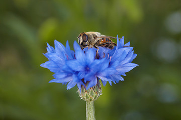 Image showing Fly like a bee on blue cornflower