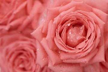 Image showing Roses with drops on petals - background