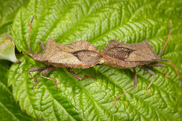 Image showing Two bugs copulating on leaf