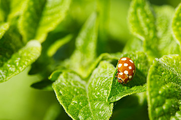 Image showing Brown ladybug on leaves of potato