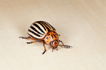 Image showing Colorado beetle crawling