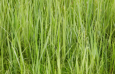 Image showing Green forage grasses - background