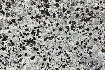 Image showing Lichen covers surface of stone