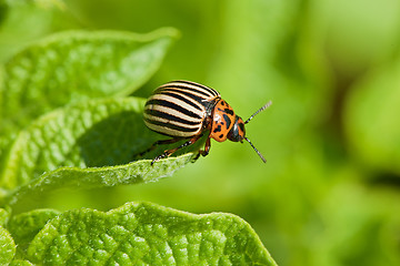 Image showing Colorado beetle intends to fly from potato leaf