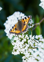 Image showing Aglais urticae