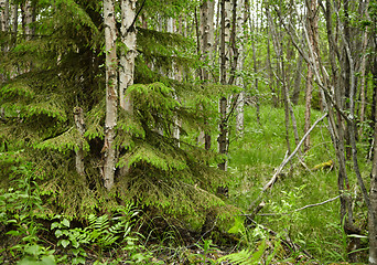 Image showing Mixed Northern Forest - spruce and birch