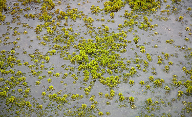 Image showing Water and moss