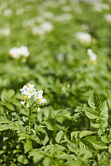 Image showing Potatoes field - flowering period