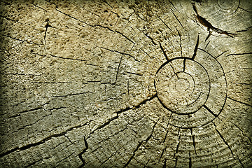 Image showing Butt of old log with cracks