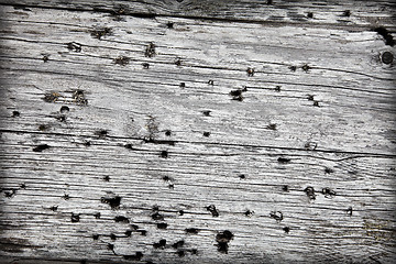 Image showing Surface of gray old wood with holes