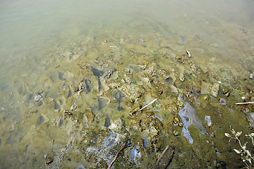 Image showing Polluted river bed