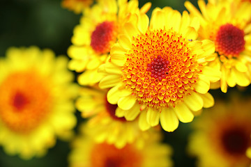 Image showing yellow flower close up