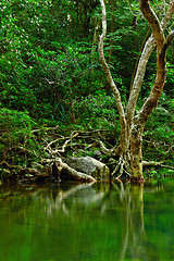 Image showing water in forest