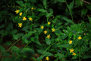 Image showing yellow flower