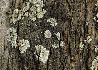 Image showing Lichen on wood surface