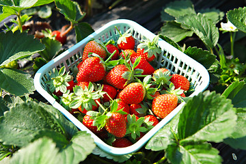 Image showing Fresh picked strawberries