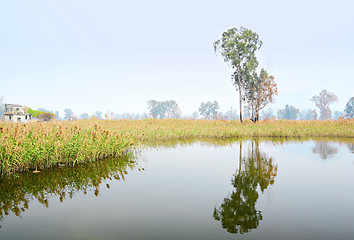 Image showing Wetland