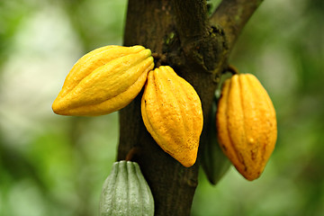 Image showing Cocoa pods