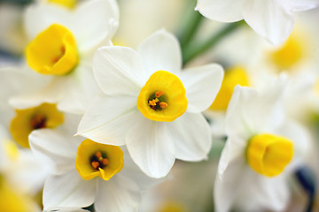 Image showing narcissus flowers