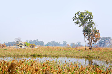 Image showing Wetland