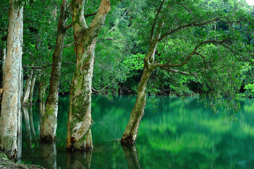 Image showing tree in water