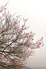 Image showing Sakura spring blossoms