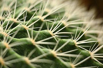 Image showing cactus close up