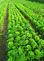 Image showing Cultivated land