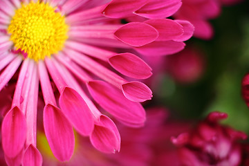 Image showing red flower macro