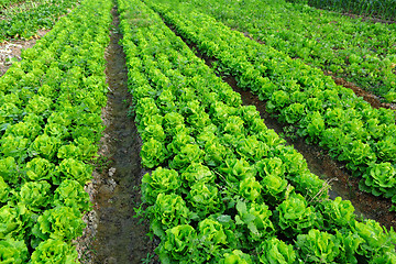 Image showing vegetable field