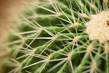 Image showing cactus close up