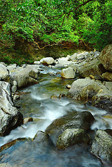 Image showing water spring in forest