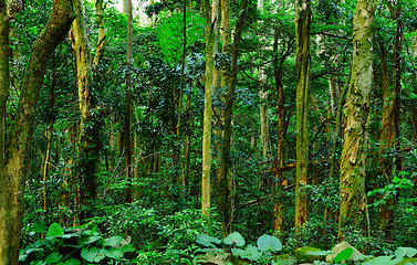 Image showing forest