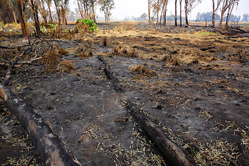 Image showing forest after fire