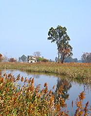 Image showing Wetland