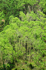 Image showing jungle in morning
