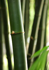 Image showing bamboo