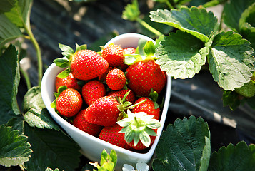 Image showing Fresh picked strawberries in heart shape bowl