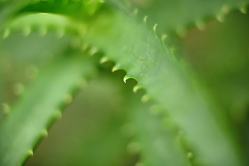 Image showing aloe vera