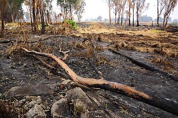 Image showing forest after fire