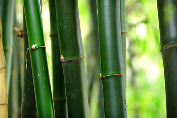 Image showing bamboo
