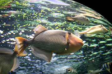 Image showing Fish