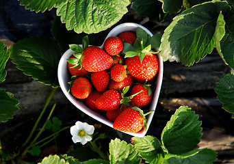 Image showing Fresh picked strawberries in heart shape bowl