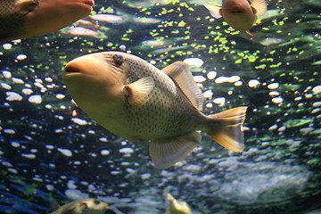 Image showing Fish