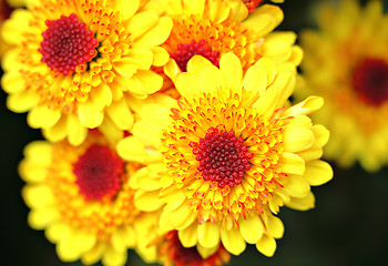 Image showing yellow flower close up