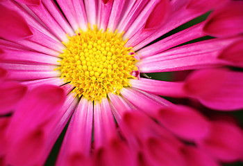 Image showing red flower close up