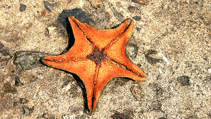 Image showing Starfish