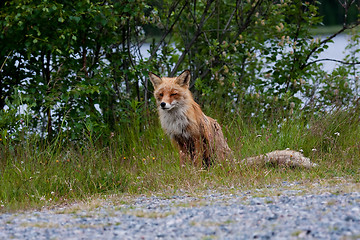 Image showing Red fox in grass